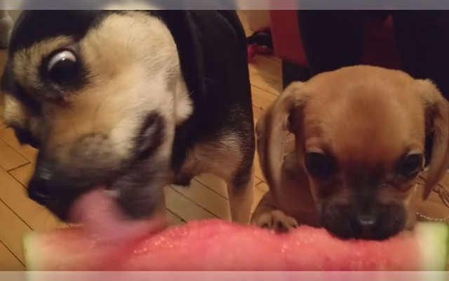 Puppy Trying Watermelon For The First Time Has Delicious Revelation