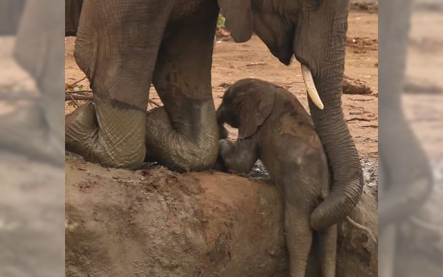 An Elephant Herd’s Heartwarming Response To A Baby Elephant In Need