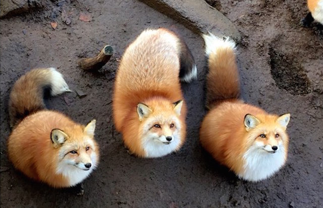 Fluff Heaven! The Fox Village In Miyagi Prefecture Is An Animal-Lover’s Dream Come True