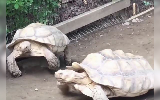 Good Guy Tortoise Helps Out His Stuck Friend As Cutely And Clumsily As He Can