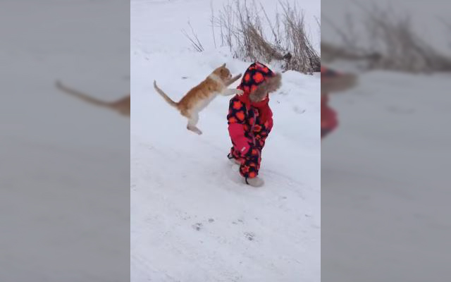 Kitty-Cat Outta Nowhere!  Cat Bodyslams Toddler With Adorable Technique