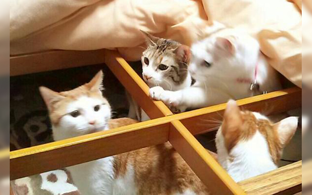 These Cats Had Their Kotatsu Cover Taken Away, Now They Seek Answers As Adorably As Possible