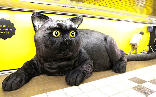 WTF!? A Giant Black Cat Is On A Stroll In Japan!