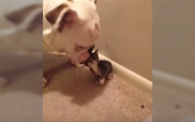 Bulldog and Kitten Meet For The First Time And Immediately Want To Play