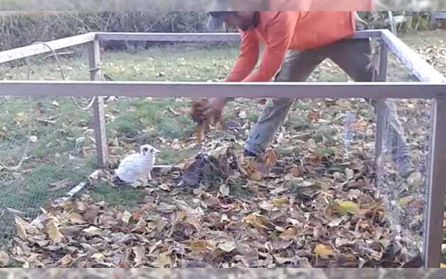 Rescued Bunny Discovers Her Love Of Jumping Into A Pile Of Leaves