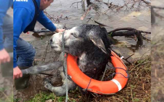 Donkey Rescued During Flood Breaks Out Into The Cutest Grin