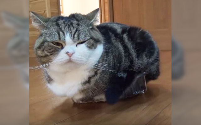 Japanese Internet Celebrity Cat Finds Worst Chair Ever, Does Not Care