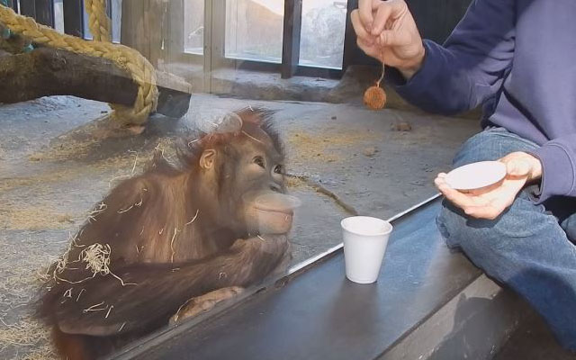 An Orangutan’s Charming Reaction To A Magic Trick