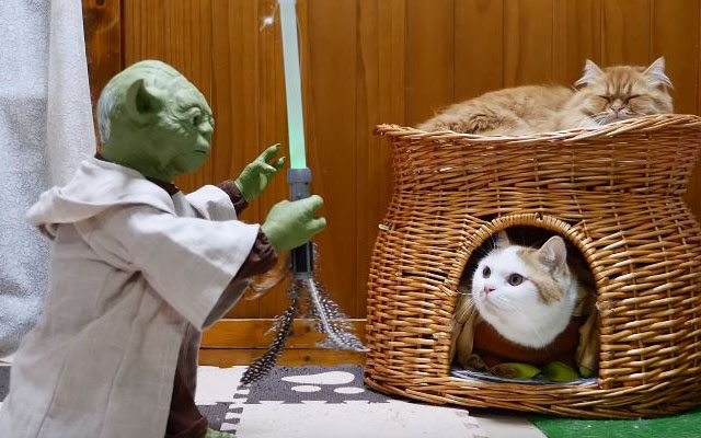 Japanese Munchkin Cats Bewildered By Aggressive Yoda Action Figure, Call In  Adorable Reinforcements! – grape Japan