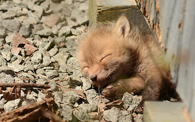8 Photos Of Fox Cubs Looking Warm And Comfy… Sooo Cute!