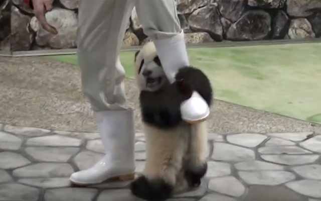 Don’t Go!! Adorable Panda Begs His Caretaker Not To Leave