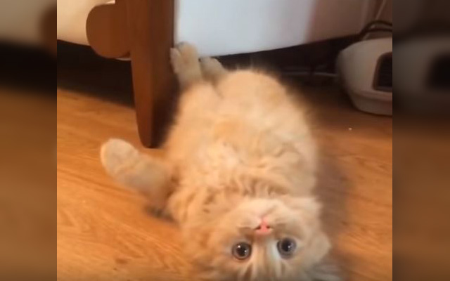 All It Takes Is One Word To Get This Adorable Cat To Appear