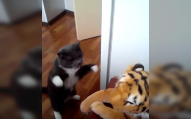 Cat Puts Beatdown Of The Year On Stuffed Tiger