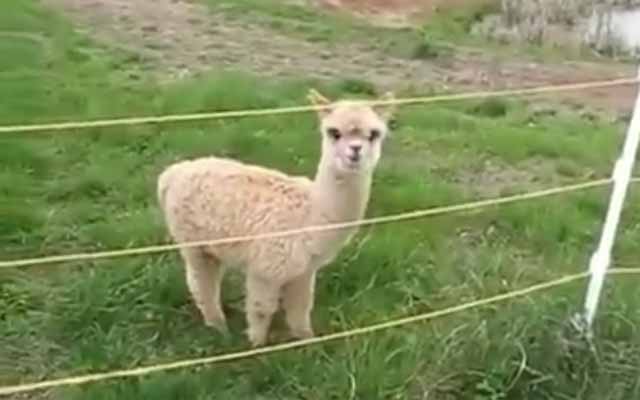 Sneaky Little Alpaca Outsmarts Fence Without Even Breaking A Sweat