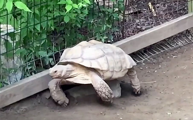 “Oh No! I’m Stuck!” – The Hero That Saves Poor Turtle Is Not What I Expected!