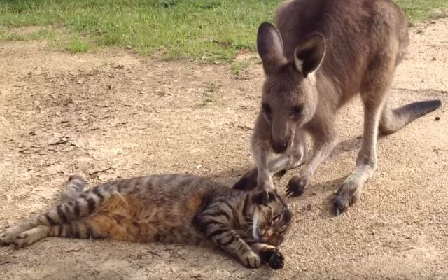 Kangaroo Tries Adorably Hard To Be Friends With A Cat, Cat Does Cat Things Instead