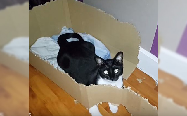 How Long Does It Take A Cat To Destroy A Cardboard Box? grape