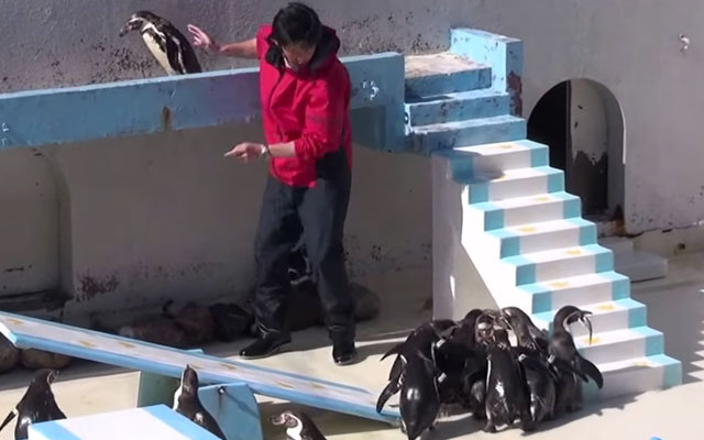 Hungry But Uninterested, This Penguin Show In Japan Could Be “The Most Natural” Yet!