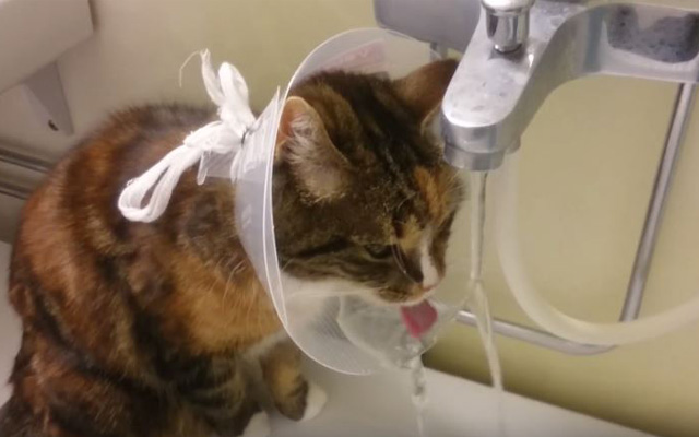 Clever Cat Figures Out How To Drink With A Protective Collar