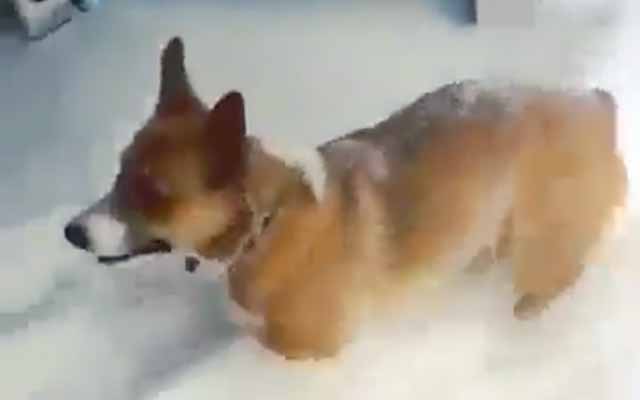 Magician Corgi Displays Flawless Disappearing Act In The Midst Of Winter