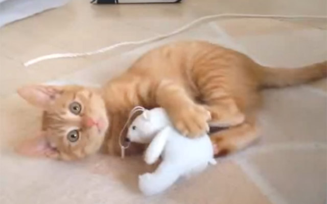 This Cat Is Playing With A Toy… And Then Out Of The Blue She Does This! LOL