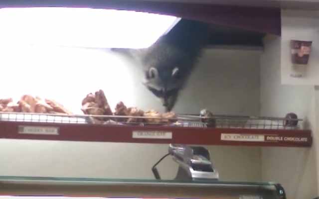 Sneaky Raccoon Sets Foot In The Criminal Life, Because Donuts
