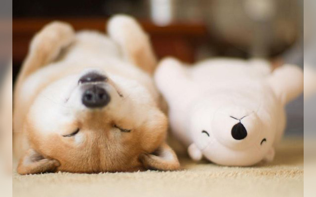 Shiba Inu And Stuffed Polar Bear Are Inseparable, Even Sleep In Same Pose