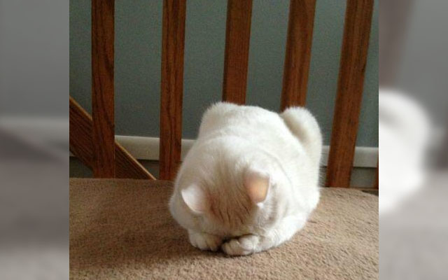 7 Cats That Are Totally Regretting Life