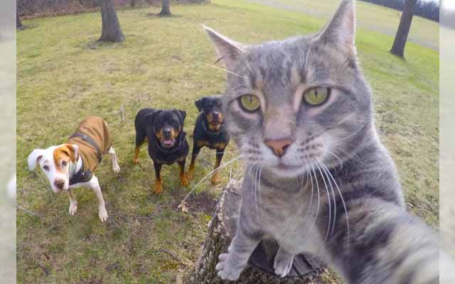 Selfie-Loving Cat Will Put All Your Selfies To Shame