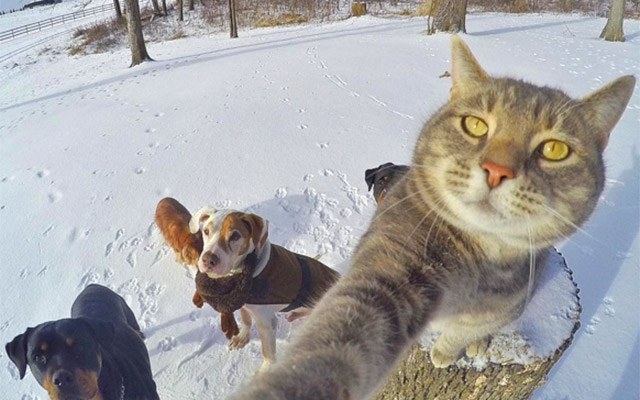 10 Photos Of “YOLO” Cat Taking Selfies With Buddies