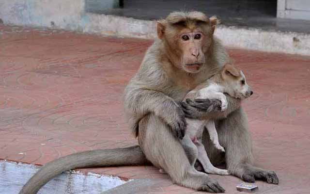 Monkey Adopts Puppy, Gives It All The Love And Care In The World