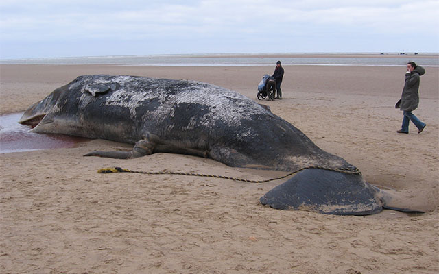 Stranded Whale In Tokushima Saved By Local People
