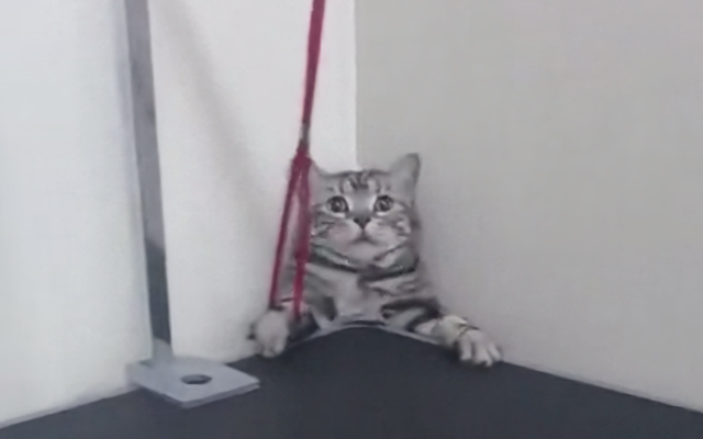 Like A Ninja: This Cat Escapes From The Doctor In Style