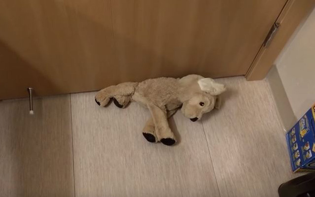 No Stuffed Animal Left Behind:  Corgi’s Adorable Attempt To Save Favorite Toy