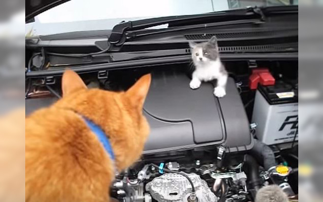 How Do You Save A Kitten Stuck In A Car Engine?  Ask A Bigger Cat To Help!