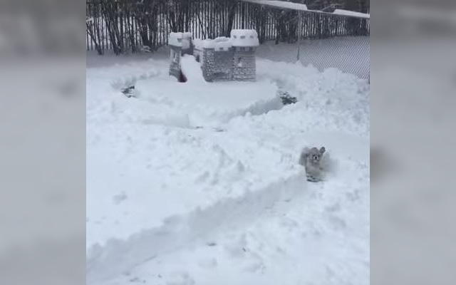 Man Creates Maze For His Snow-Loving Dog After Heavy Snowfall