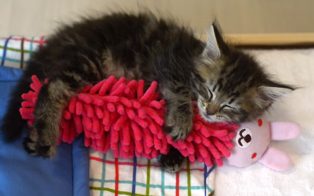 Awww Overload! Kitten Sleeps While Hugging Her Favorite Toy