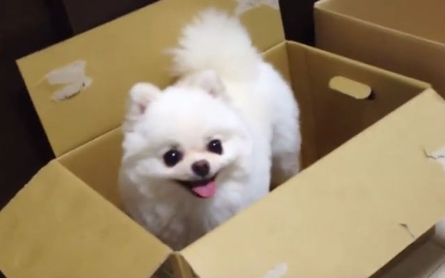 Happy Dog Wanting To Play Doesn’t Care If You Need To Pack Boxes