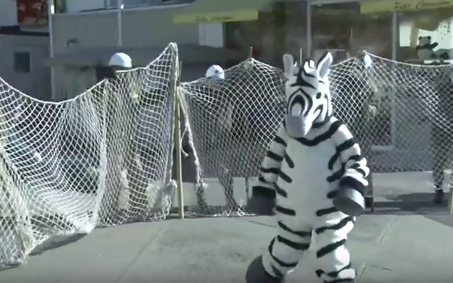 Ueno Zoo Disaster Drill Features Frantic Human In A Zebra Costume