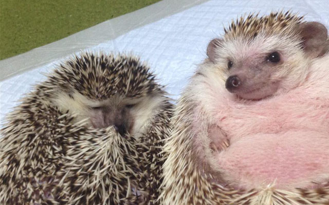 Hedgehog Sees Other Hedgehog Fall Asleep, Giggles Evilly