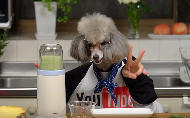 Dog Mixes Up A Green Smoothie On His Own Japanese Cooking Show