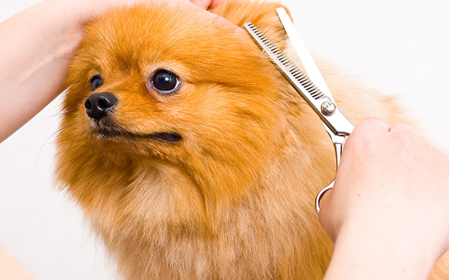 This Dog Is Getting Too Comfortable Getting A Hair Trim… So Cute!