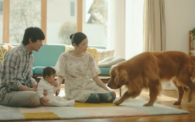 Touching Japanese Commercial Tells Story Of Poor Golden Retriever Struggling To Befriend A Baby