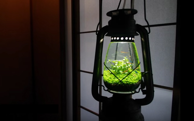 Hobbyist Creates Lamp Aquariums For An Artistic Dose Of Aquatic Life
