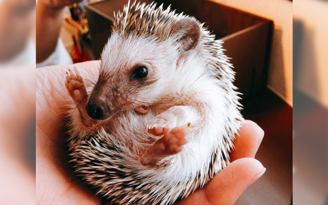 Tokyo’s New Hedgehog Cafe Is Japan’s Paradise For Prickly Cuteness!