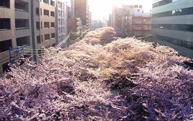 Drone Captures Breathtaking Bird’s-Eye-View Of 800 Sakura Trees In Tokyo
