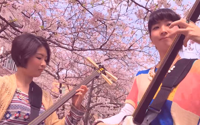 Masterful Performance By Two Shamisen Girls Under Sakura Trees Is Simply Awe-Inspiring