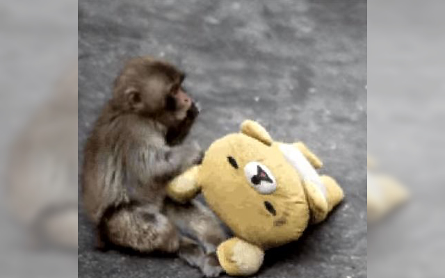 Otome:  The Baby Monkey Rejected By Her Mother, But Found Family In A Rilakkuma Doll