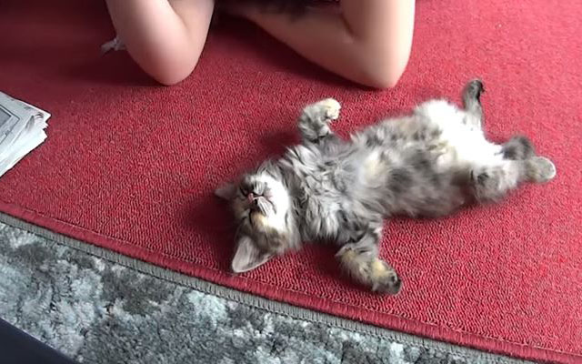 This Cat’s Sleeping Pose After Playing Too Much Is…Too Much