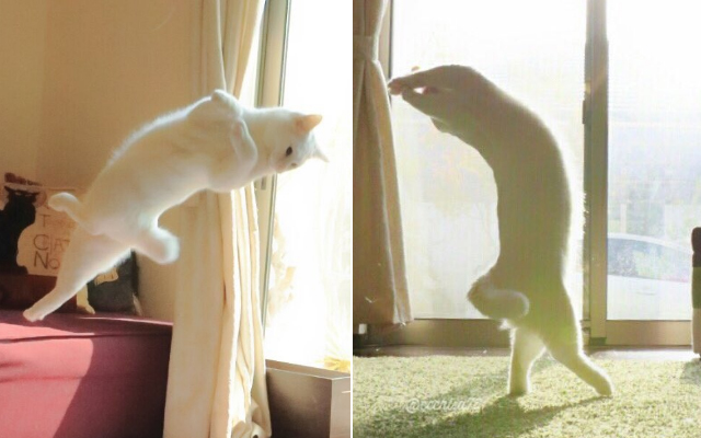 Cat Owner Discovers Her Felines Are Actually Ballet Dancers At Heart